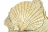 Fossil Pecten (Scallops) Cluster - Gironde, France #302983-2
